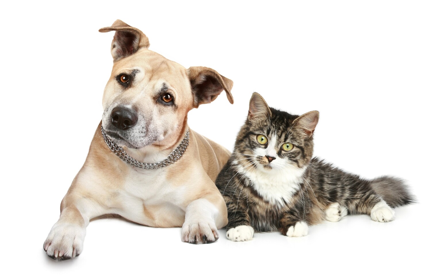 Pet Astrology Report Pet Astrology Report