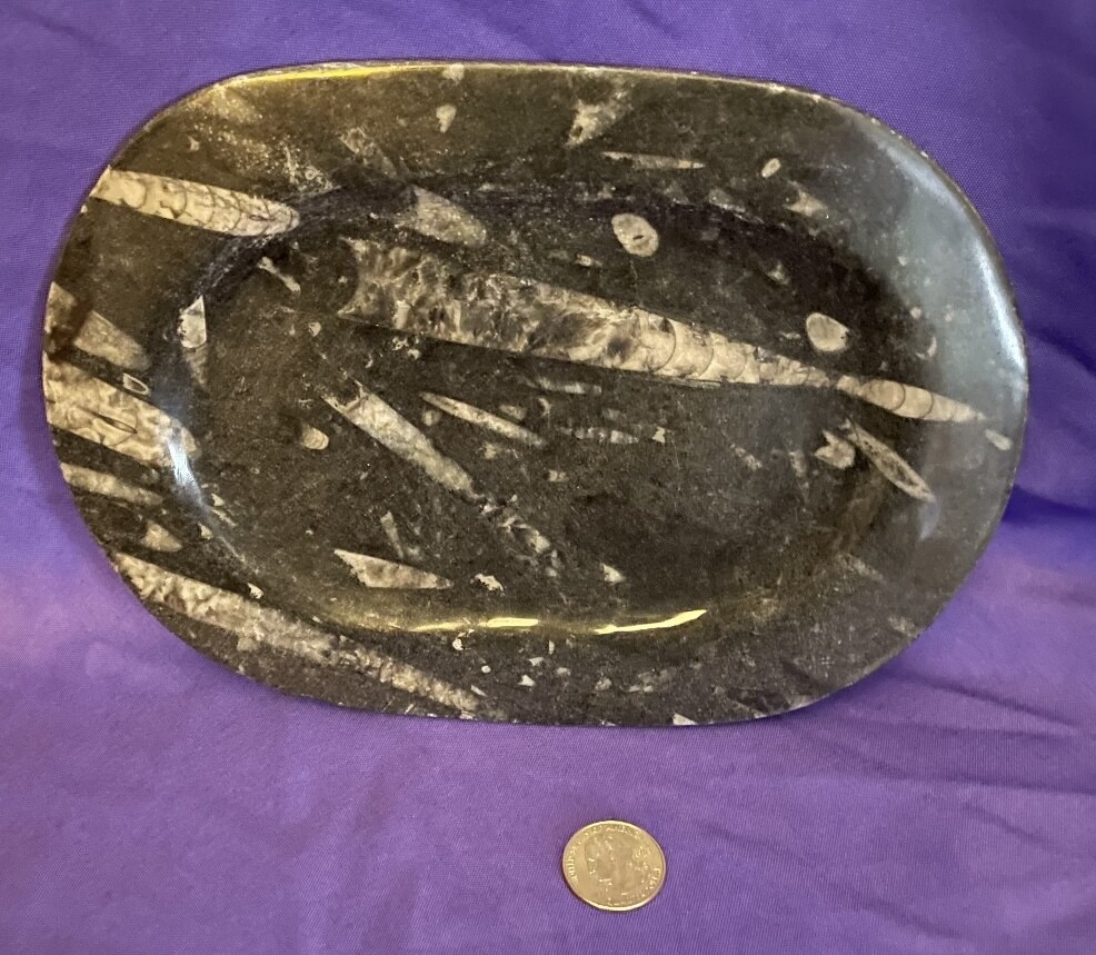 Large Fossil Plate
