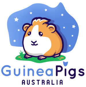 Guinea Pig Australia