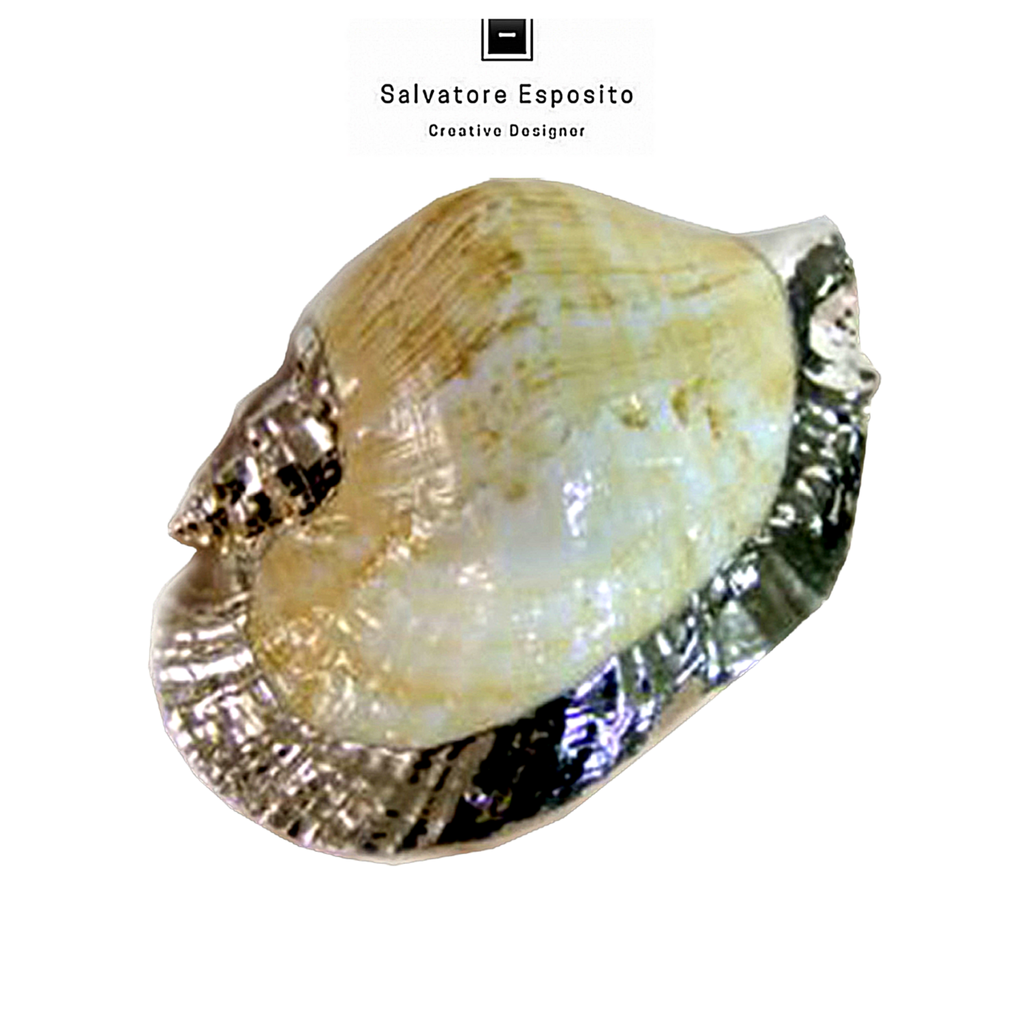 Strombus latissimus bordata con una lamina di puro argento