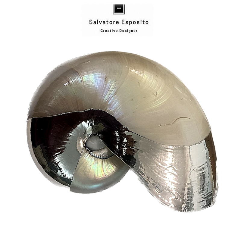 Nautilus madreperla o naturale bordato con una lamina di puro argento