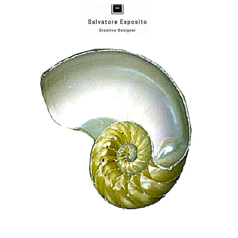 Nautilus sezionato madreperla bordato con una lamina di puro argento