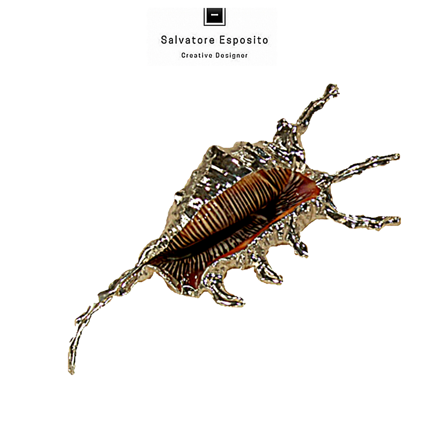 Lambis scorpion bordato con una lamina di puro argento