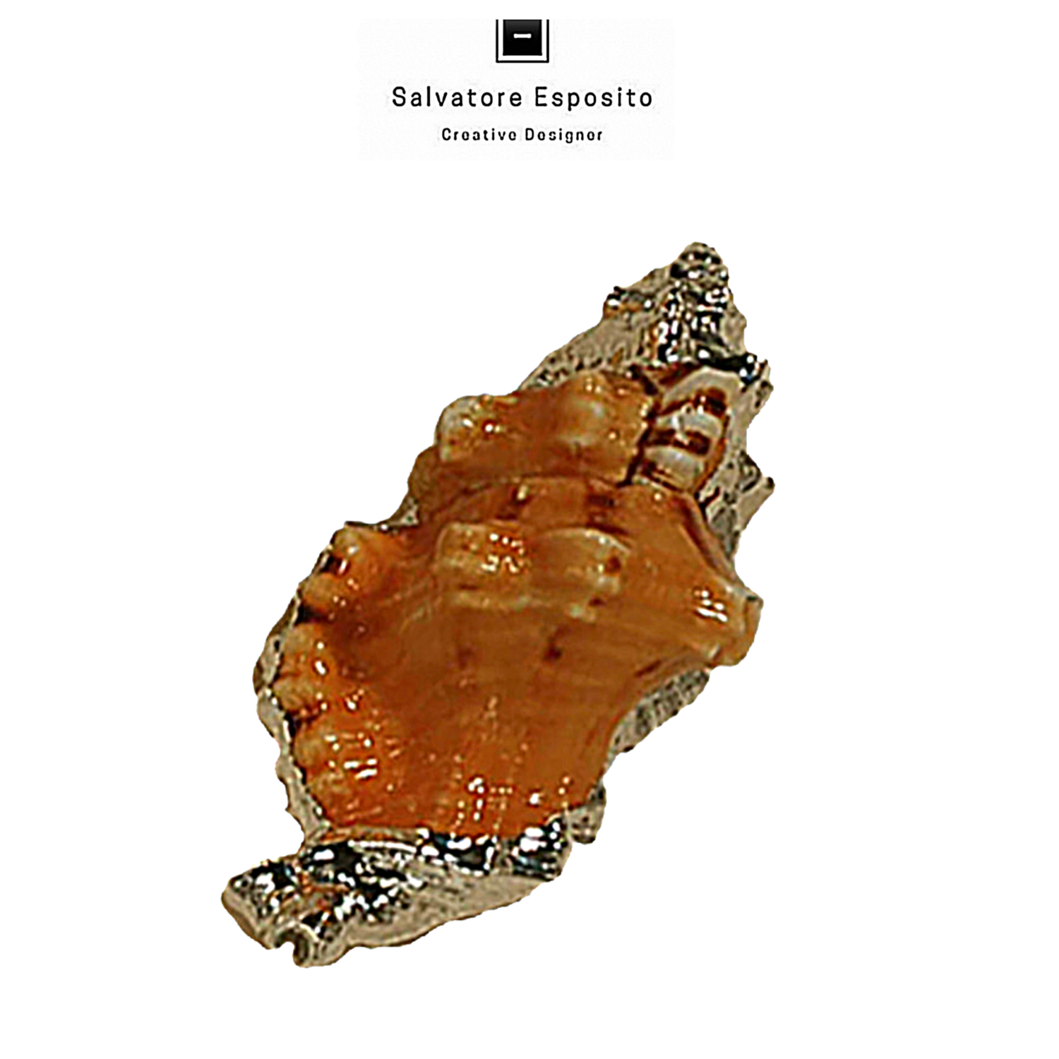 Cymatium Lotorium bordato con una lamine di puro argento