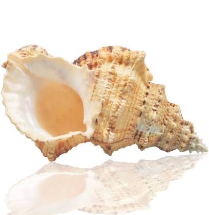 Conchiglia naturale Bursa Bobo