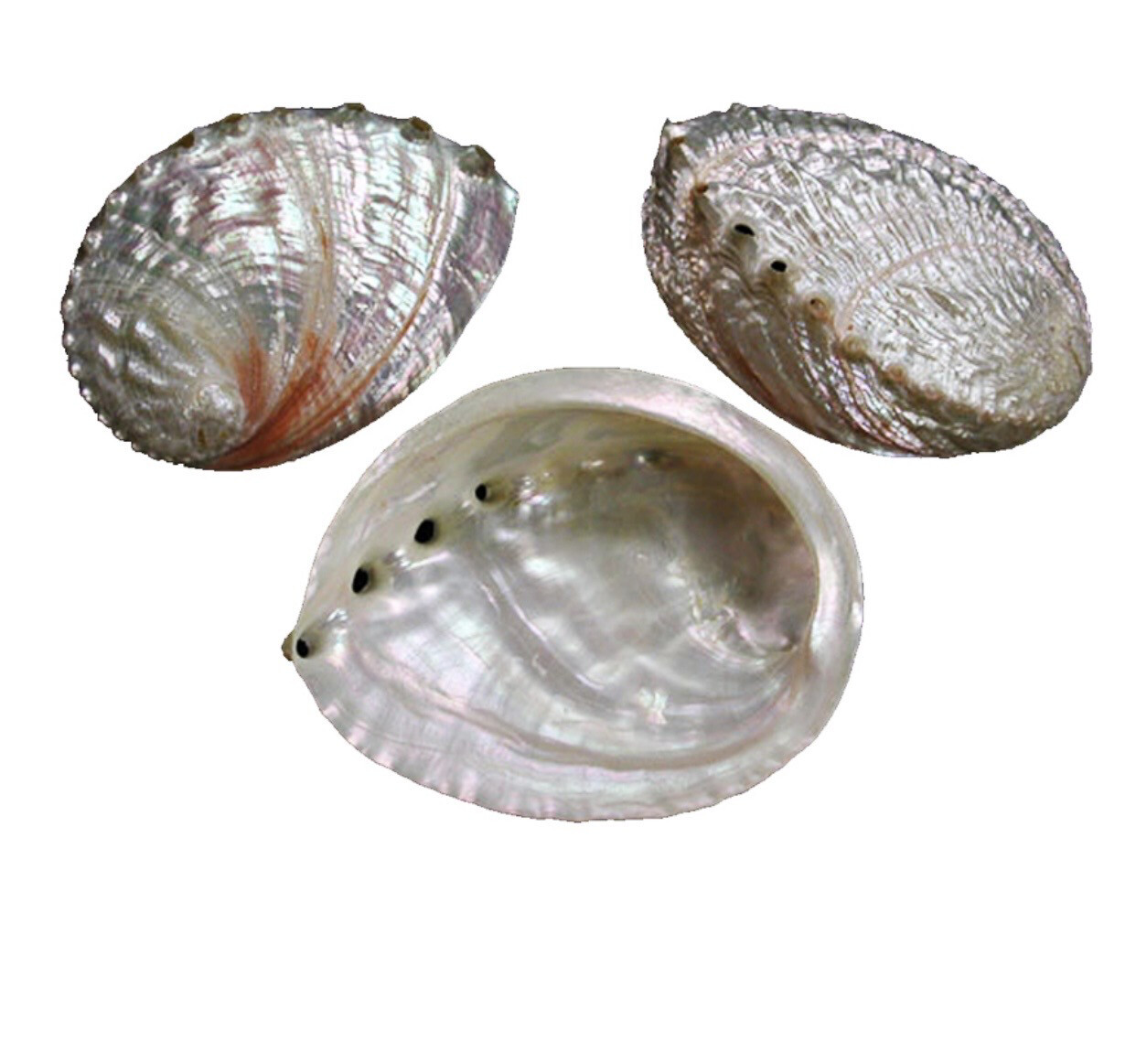 Conchiglia naturale Haliotis discus madreperla