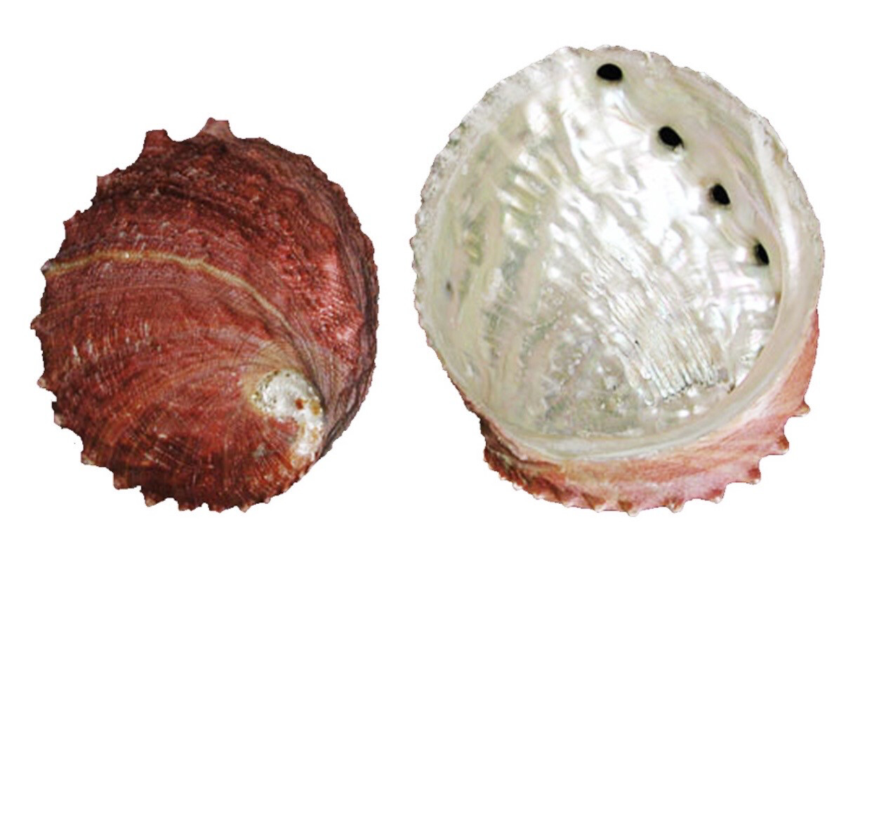 Conchiglia naturale Haliotis Discus