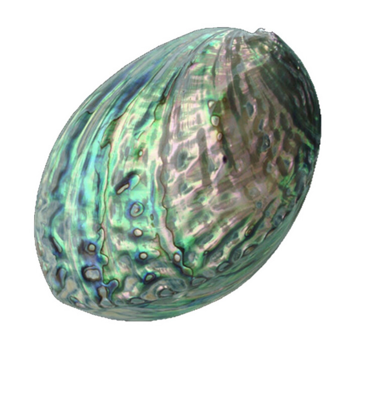 Conchiglia naturale Haliotis Paua shell