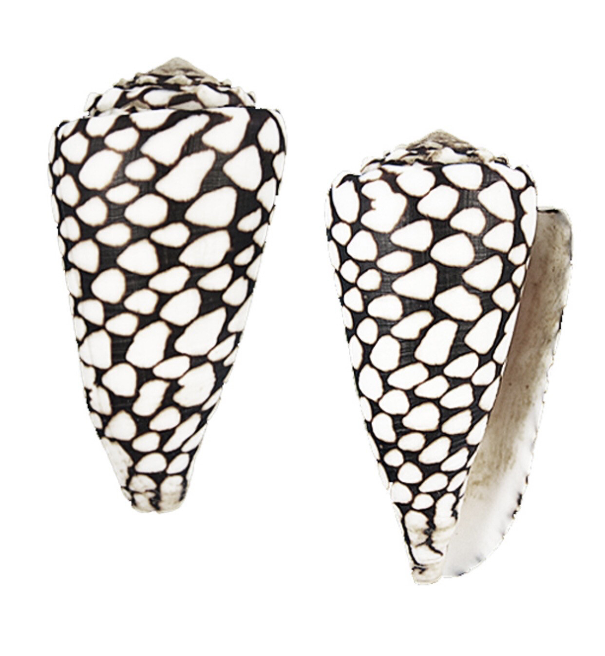 Conchiglia naturale Conus Marmorius