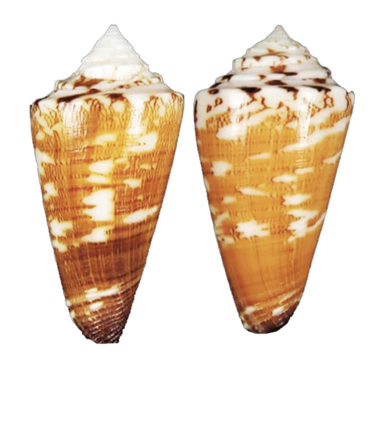 Conchiglia naturale Conus Thalassiarcus