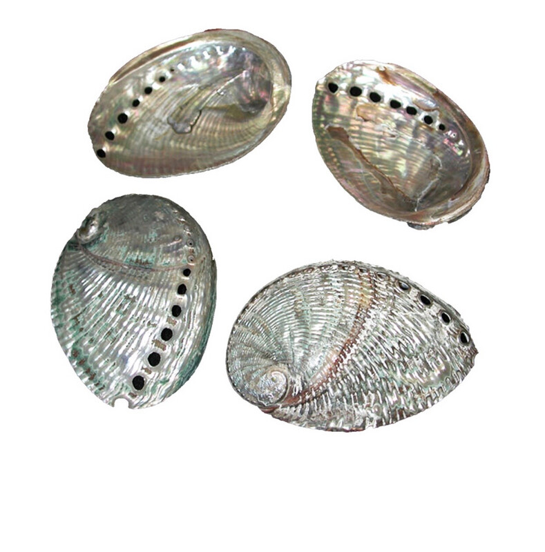 Conchiglia naturale Haliotis green abalone