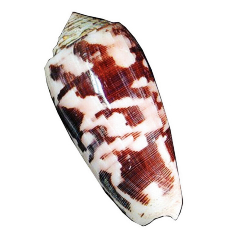 Conchiglia naturale Conus striatus