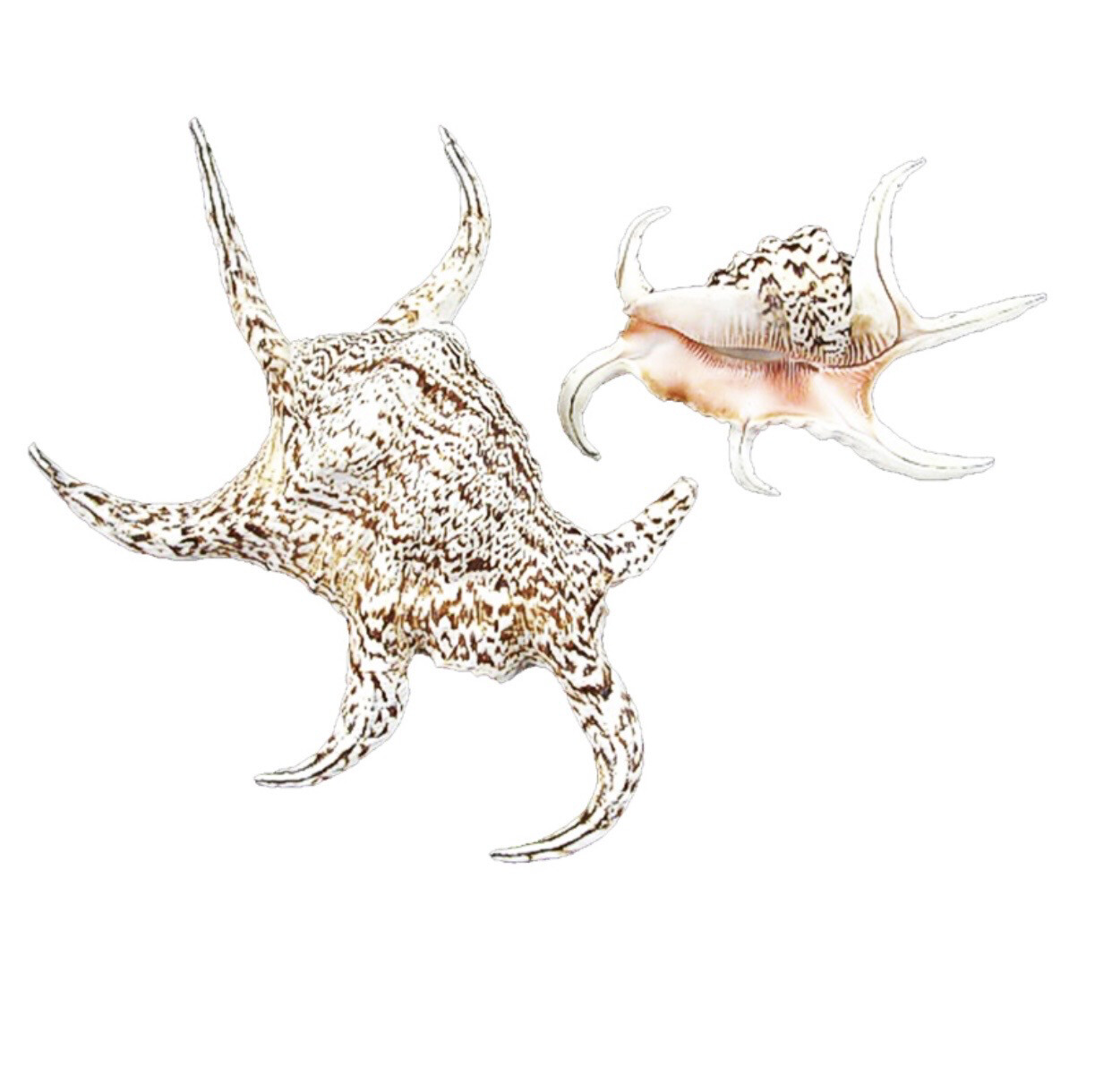Natural Shell Lambis Chiragra