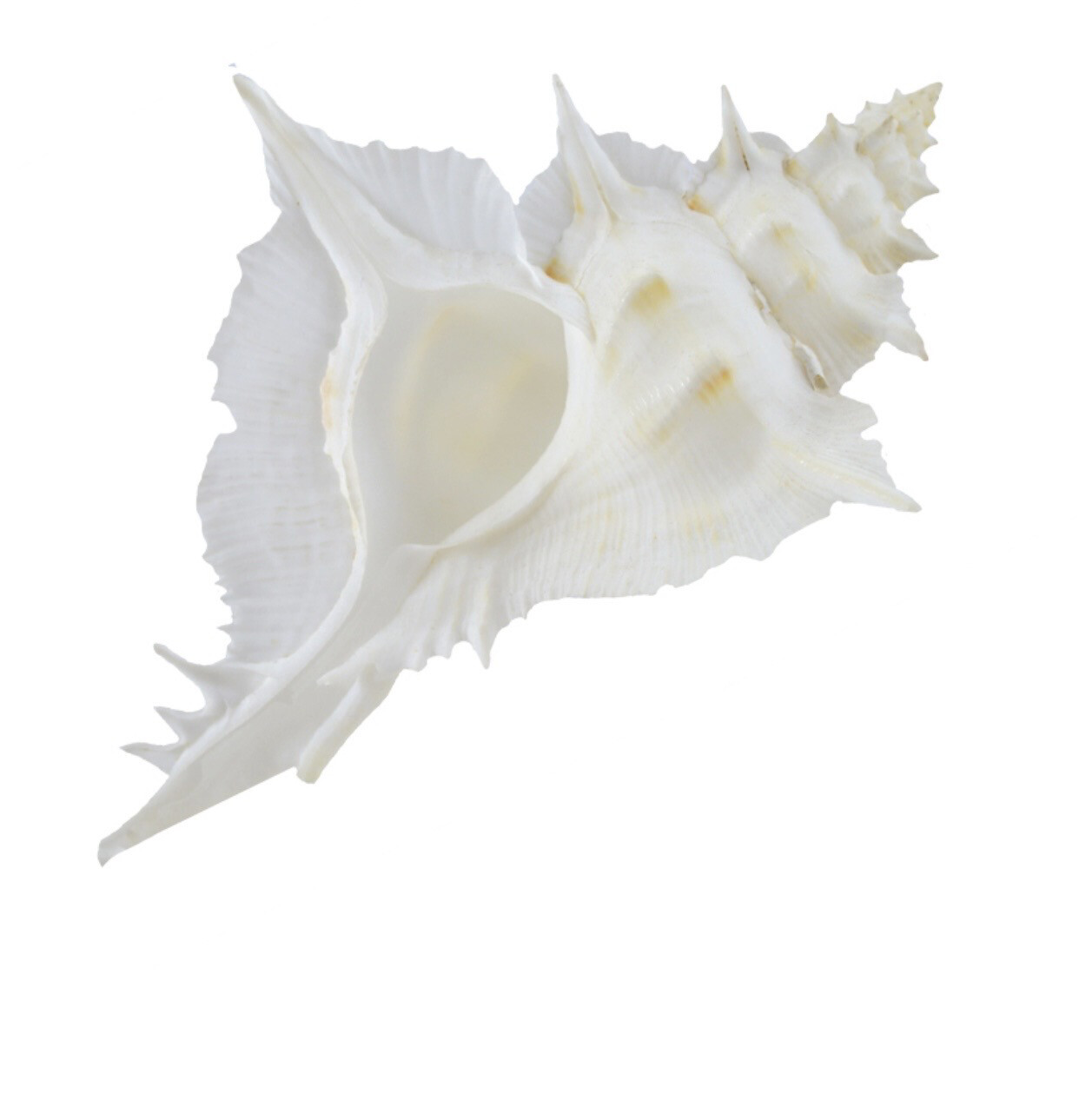 Conchiglia naturale Murex alabaster
