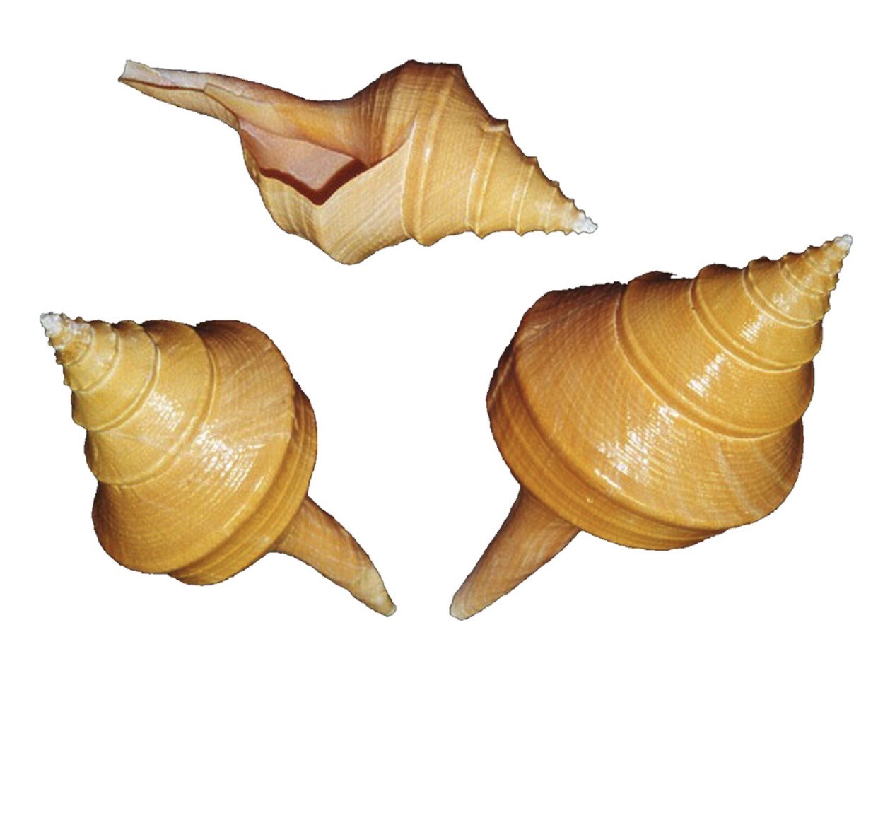 Conchiglia naturale Sirenix aruanus