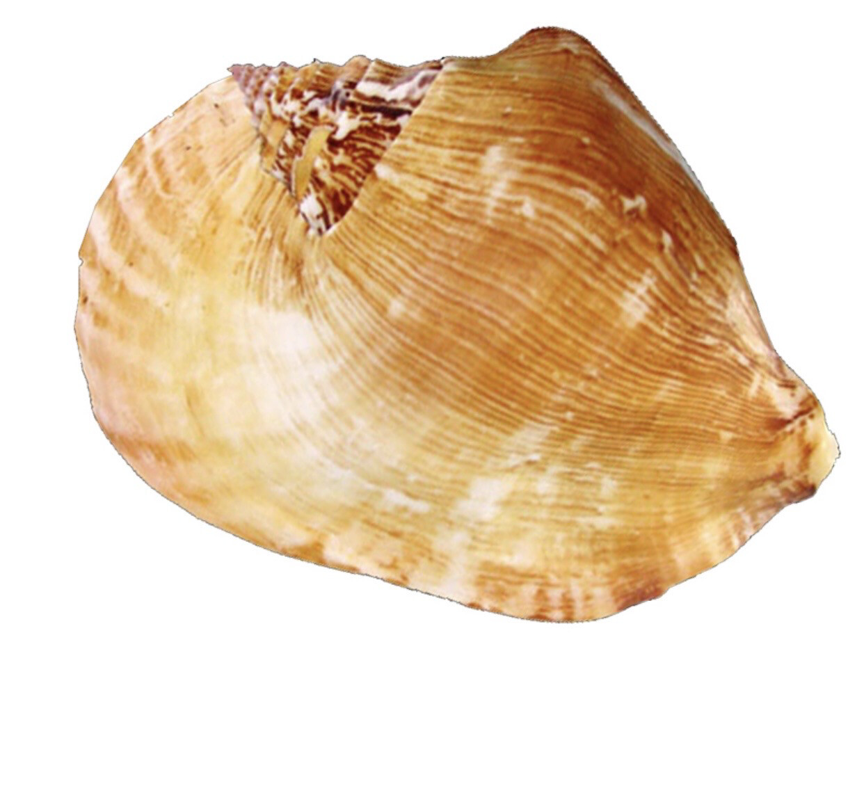 Conchiglia naturale Strombus latissimus
