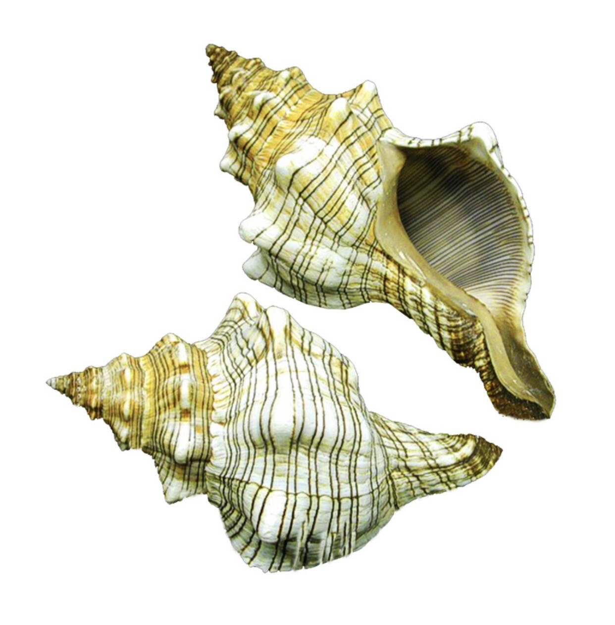 Conchiglia naturale Fasciolaria trapezium