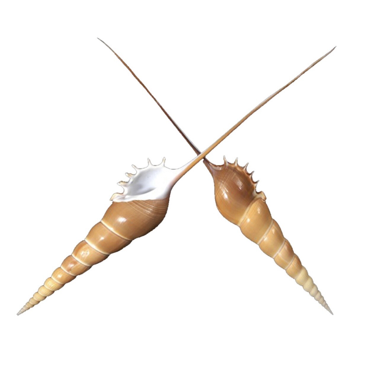 Conchiglia naturale Tibia fusinus 