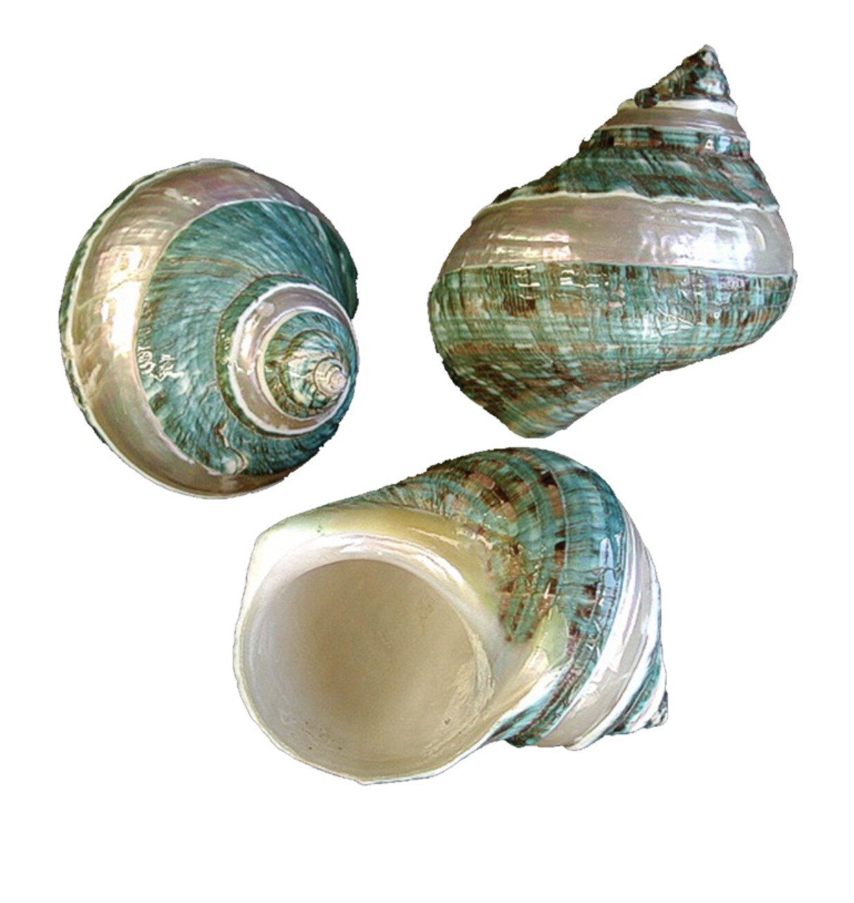 Conchiglia naturale Turbo burgos banded
