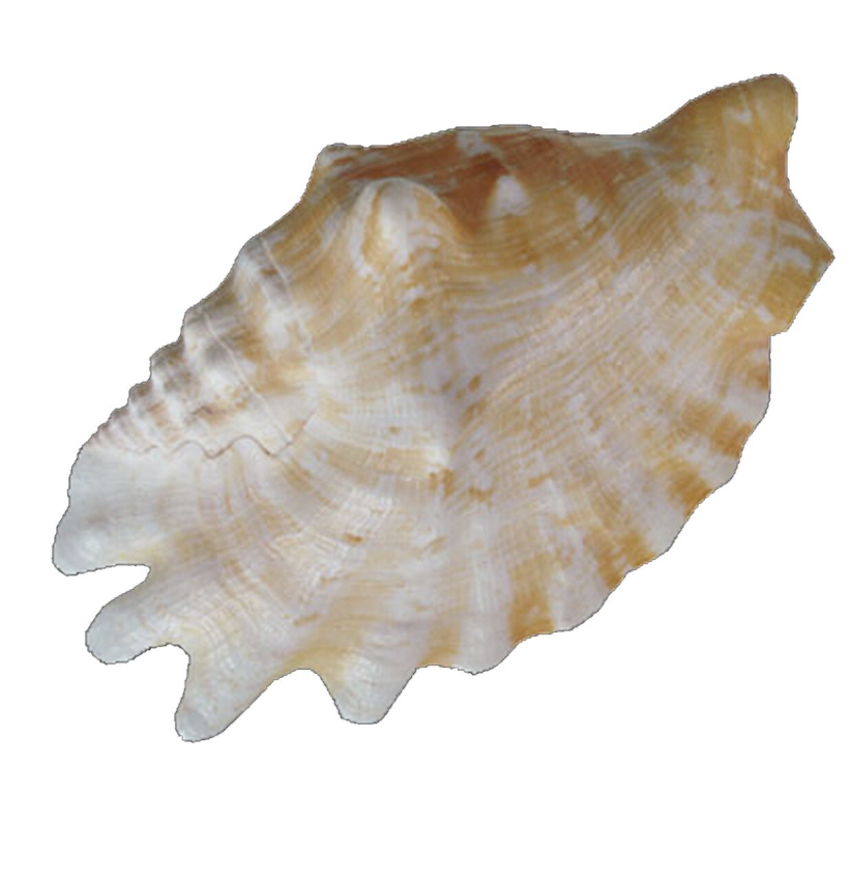 Conchiglia naturale Strombus sinatus