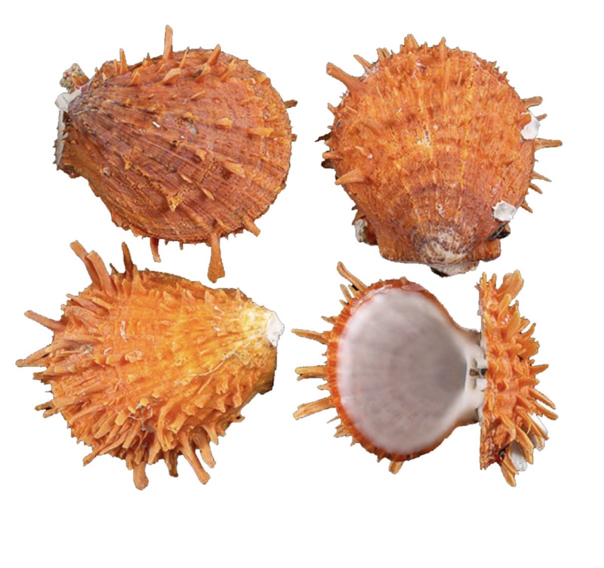 Conchiglia naturale Spondylus orange