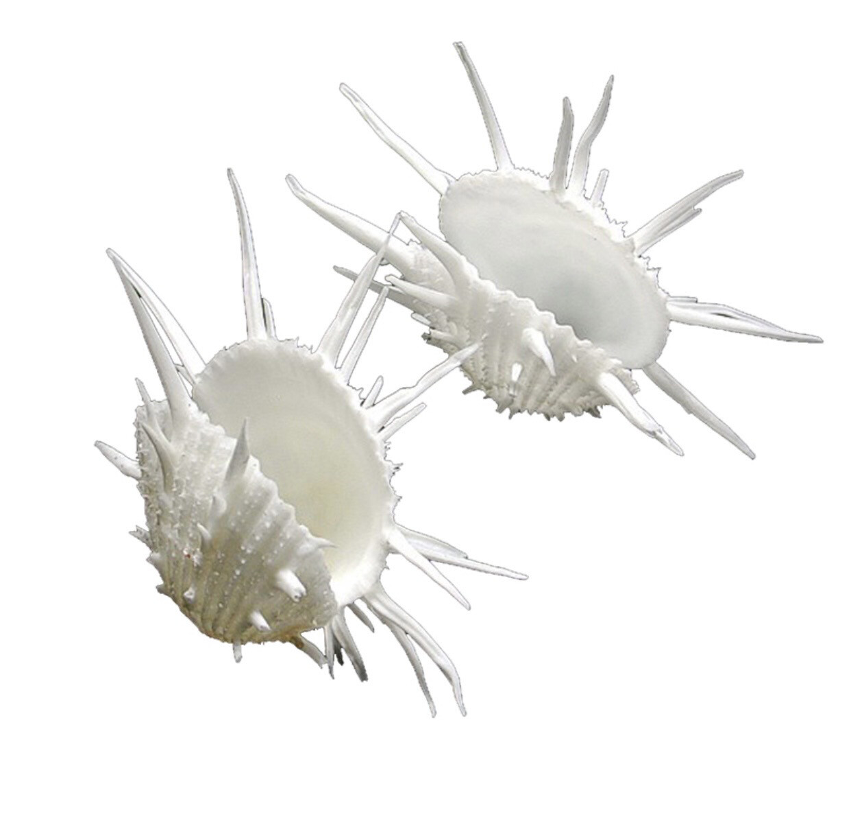 Conchiglia naturale Spondylus bianco