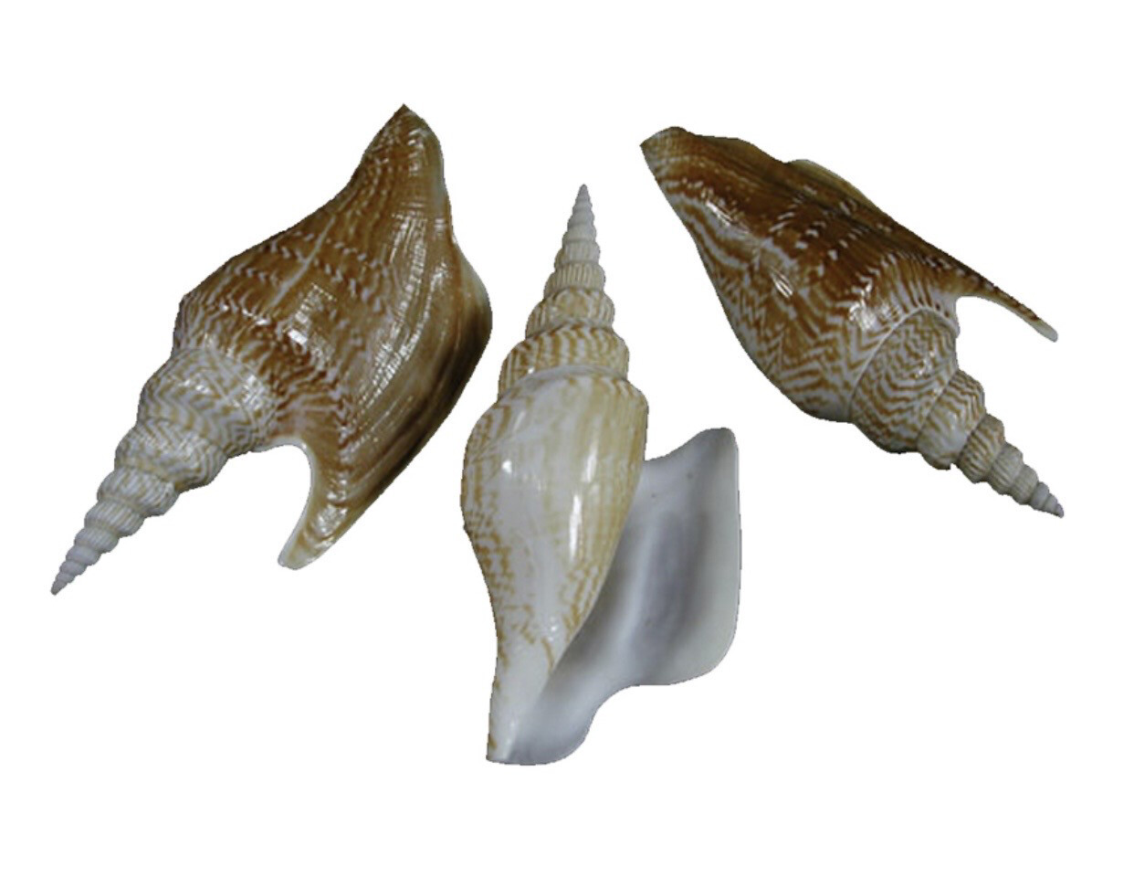 Conchiglie naturale Strombus listeri