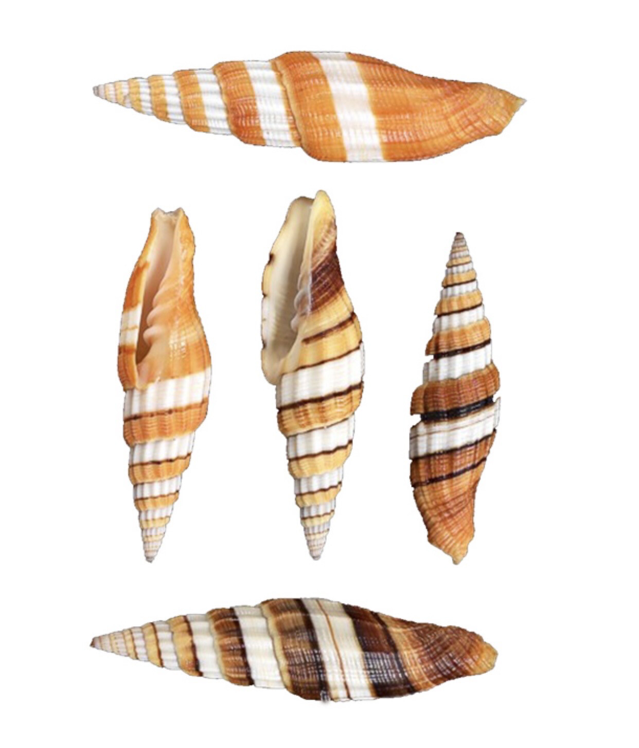 Conchiglia naturale Mitra regina