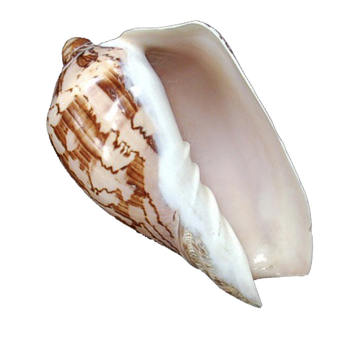 Conchiglia naturale Voluta nobilis