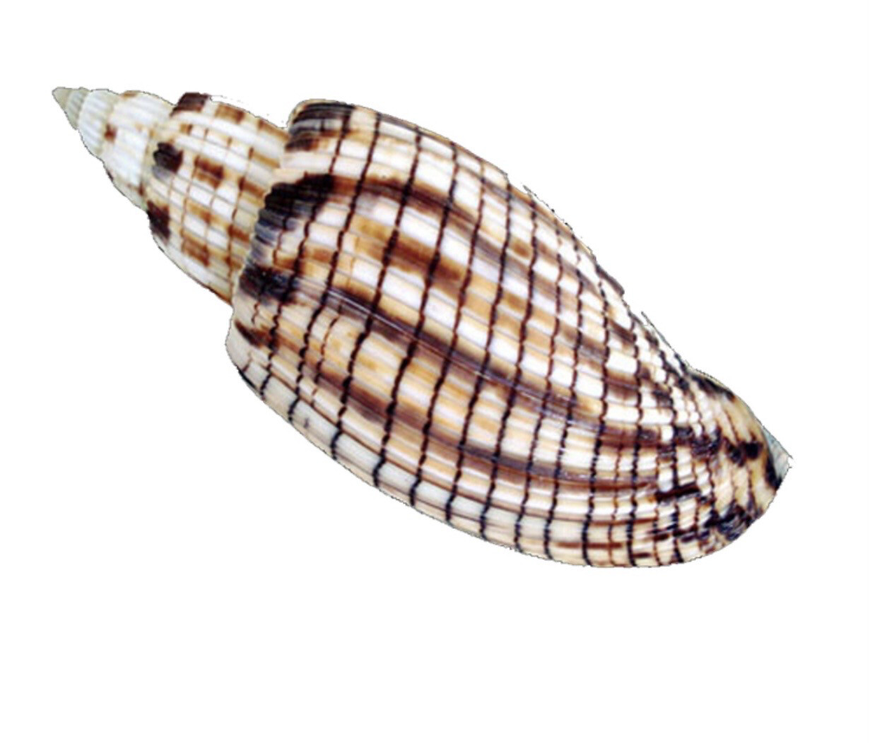 Conchiglia naturale Lyra Kuroday