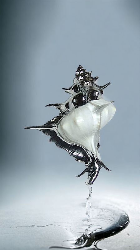 Conchiglie bomboniere in argento 