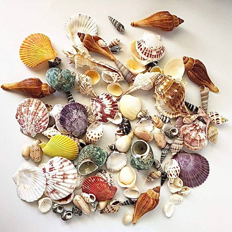 Conchiglie naturali