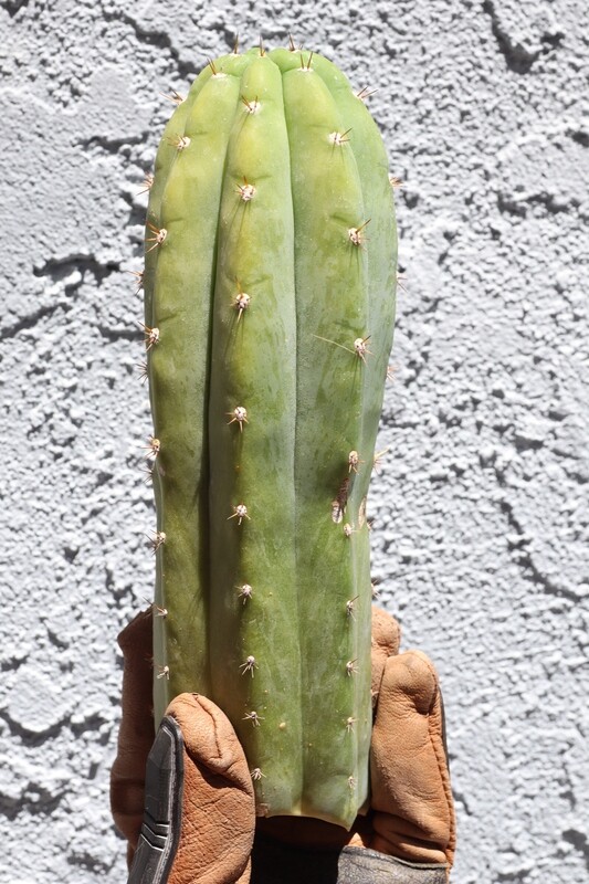 8&quot; tip cutting Kathleen Pachanoi