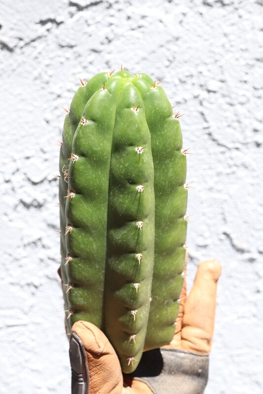 8&quot; tip cutting Ecuadorian Pachanoi