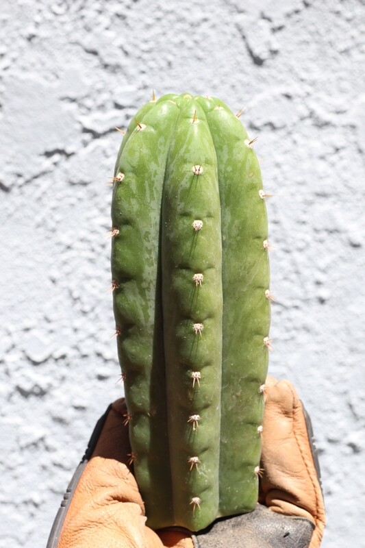8&quot; tip cutting Pachanoi NoID