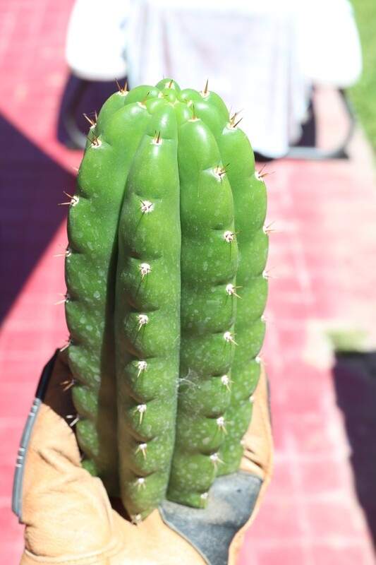 8&quot; tip cutting Pachanoi NoID