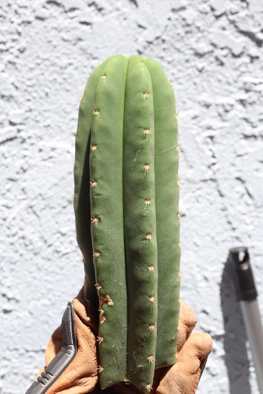 8&quot; tip cutting SS02 X Scop Scopulicola