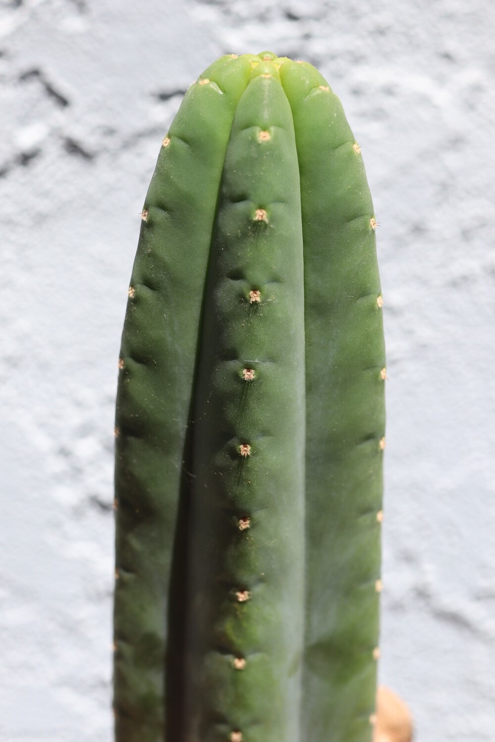 12&quot; tip cutting &quot;Kenny&quot; Pachanoi