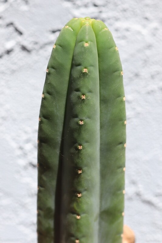 12&quot; tip cutting &quot;Kenny&quot; Pachanoi