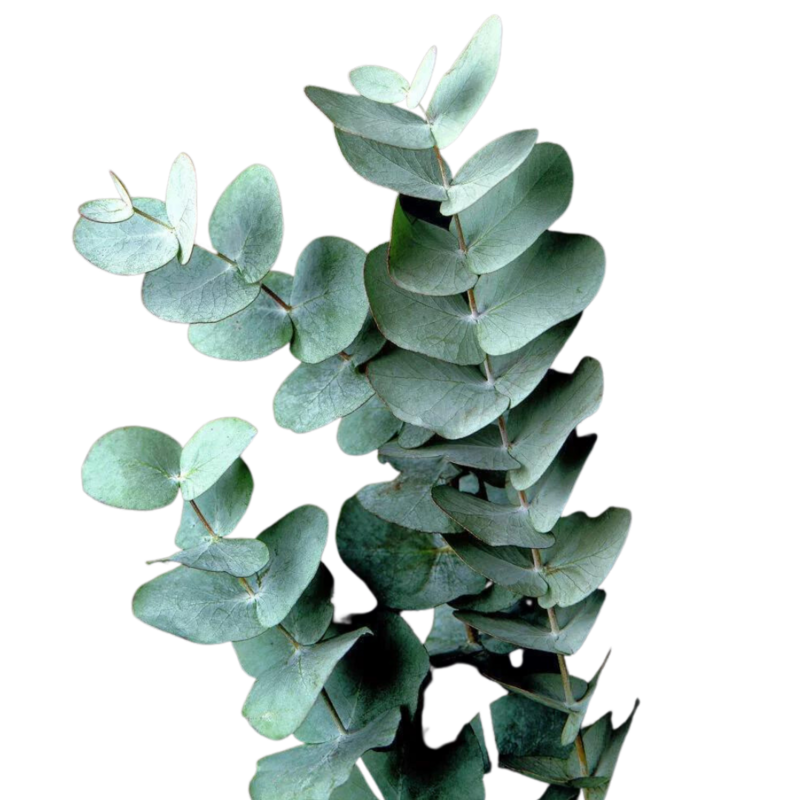 Eucalyptus Silver Dollar