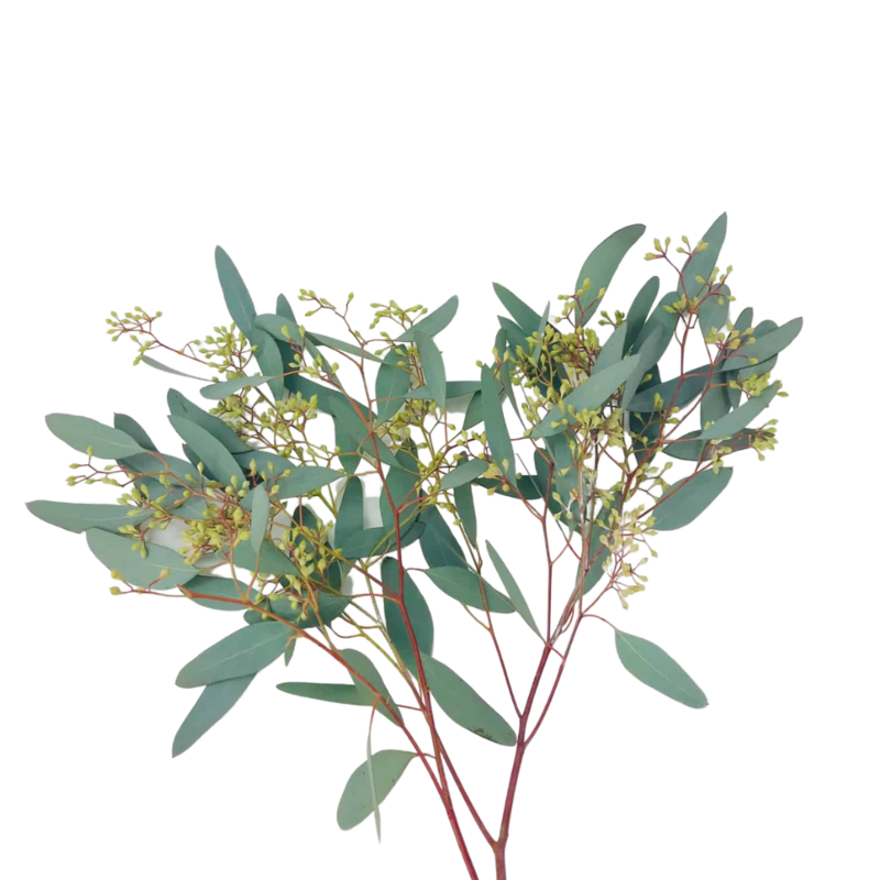 Eucalyptus Seeded