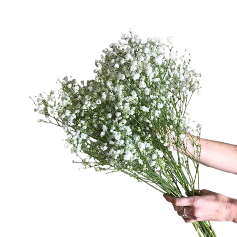 Babys Breath ( Gypsophila)