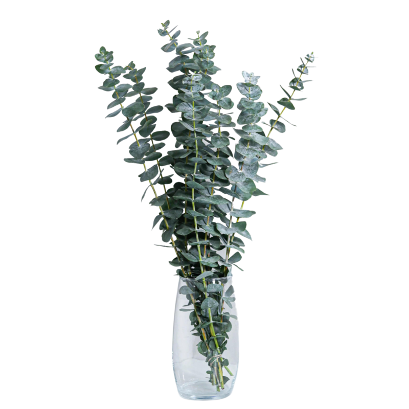 Eucalyptus True Blue