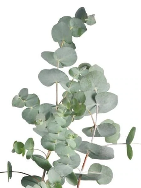 Eucalyptus Baby