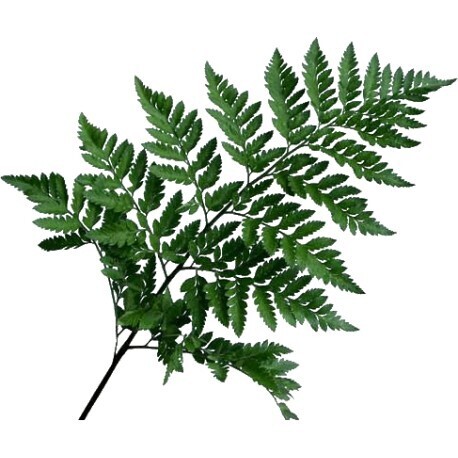 Leather Leaf Extra Large