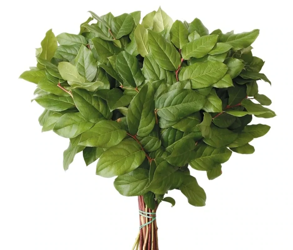 Salal Long