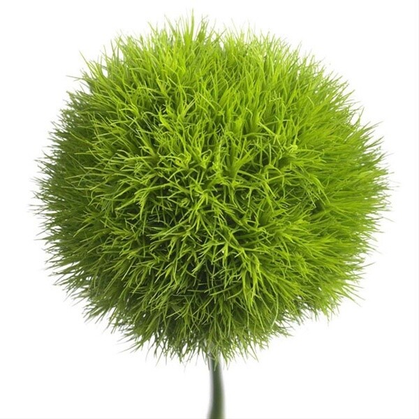 Dianthus