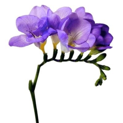 Freesia