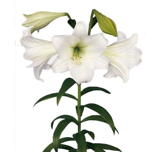 Lilium