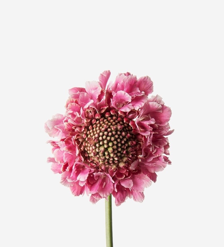 Scabiosa